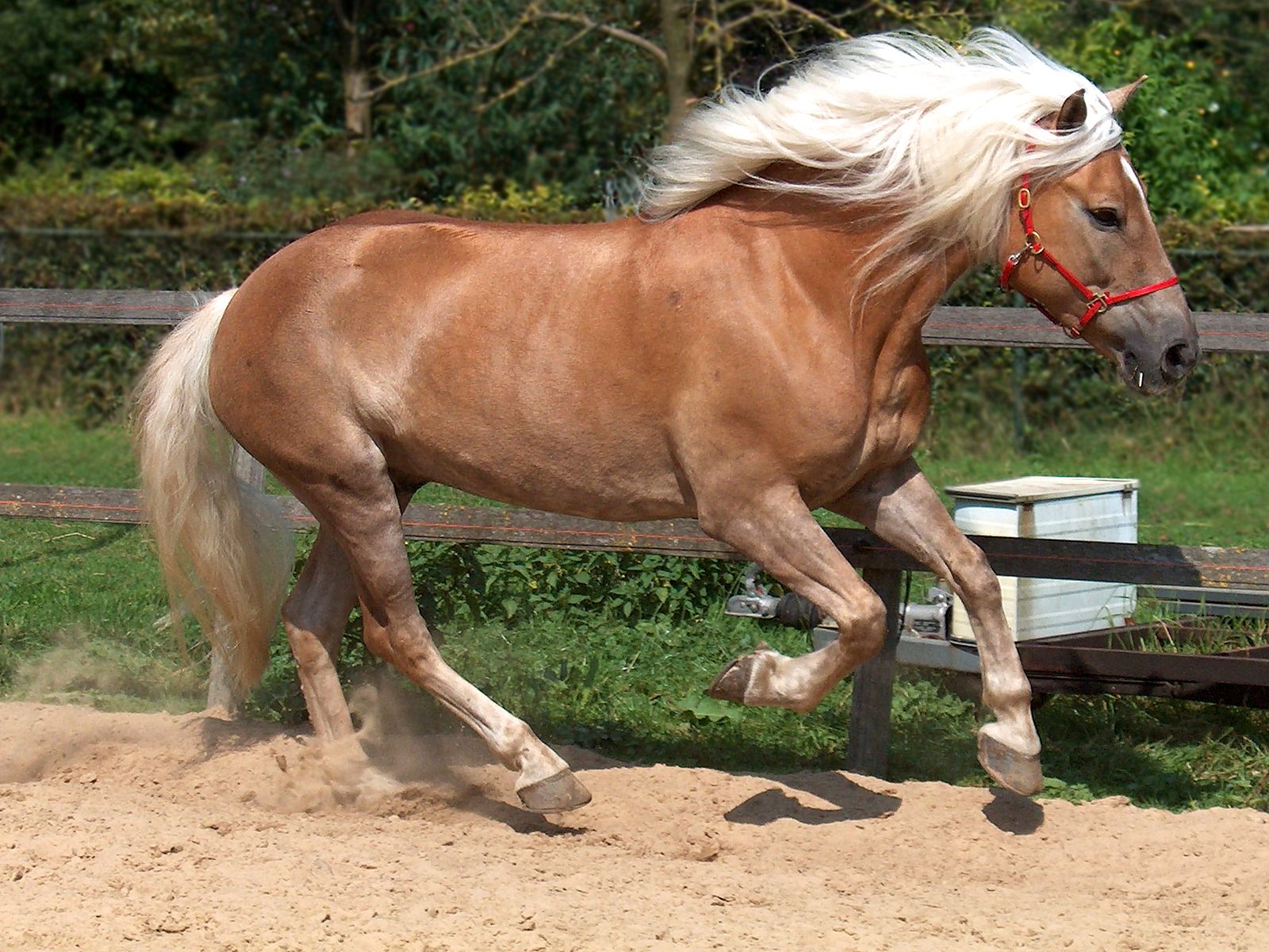 cheval 4